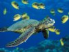 Green Sea Turtle.jpg