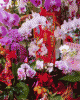 orchid.gif